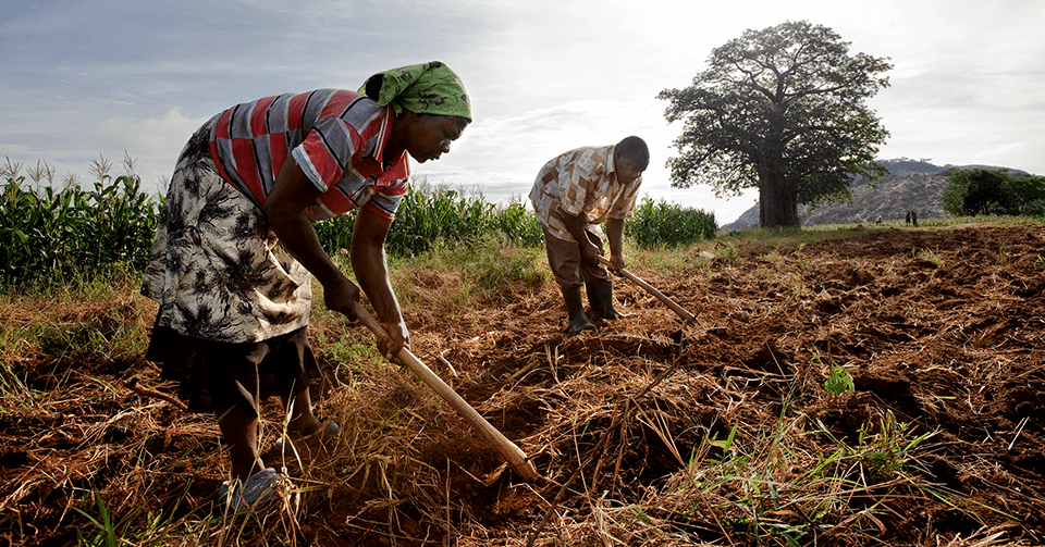 agriculture-in-africa